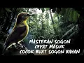 Download Lagu MASTERAN SOGON CEPAT MASUK DAN NGUNCI ‼️ Mastetan Sogon Full Tembakan Mewah