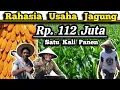 Lagu 💸 Untung Rp.112 Juta Satu Kali Panen 🌽 Hitungan Usaha Bisnis Budidaya Jagung Hibrida Lahan 1 Hektar🌽