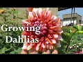 Download Lagu Growing Dahlia , Dahlia Plant Care, How To Grow Dahlia