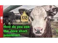 How do you use the Java short primitive - 007