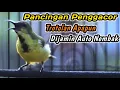 Download Lagu CUIT CUIT CERRR PANCINGAN PENGGACOR PALING KILAT UNTUK SOGON BAHAN‼️HITUNGAN DETIK LANGSUNG RESPON