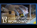 Utah-founded CupBop restaurant chain growing worldwide