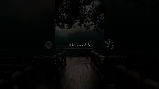 ولا تخزني يوم يبعثون محمد صديق المنشاوي سورة الشعراء 