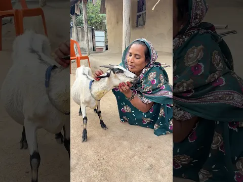बकरी बोल में 😂🤣#shorts #viral #trending