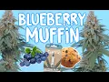 Blueberry Muffin Seed to Harvest - The Humboldt Seed Company Vipar Spectra KS5000 LED Grow Light