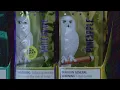 Plan to put restrictions on businesses like smoke shops fails at Albuquerque City Council meeting