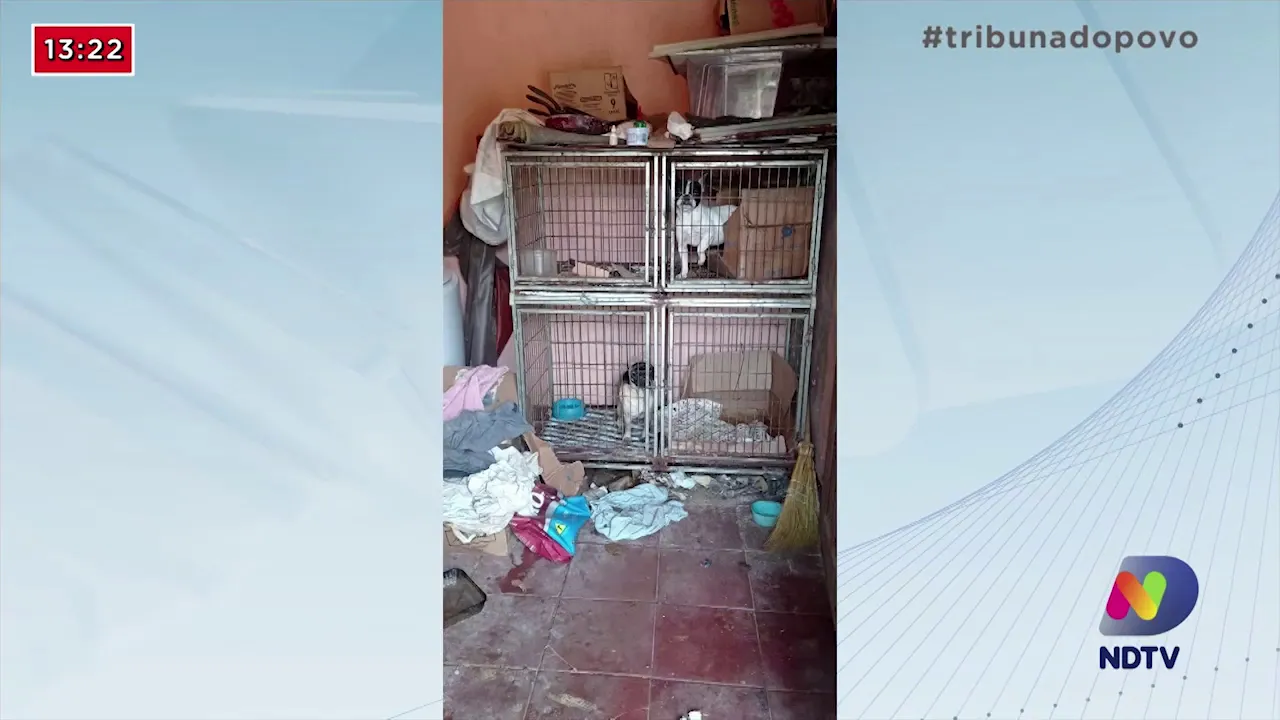 Maus tratos: Polícia Civil apreende 27 cães e sete gatos após denúncia