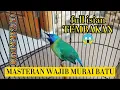 Lagu TEMBAKANNYA DASYAT ❗MASTERAN CUCAK KINOI FULL ISIAN DAN TEMBAKAN ❗MASTERAN BURUNG JUARA