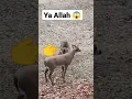Download Lagu Ya Allah 😱😯 || #shorts #allah #yaallah #islam #ytshorts #gesi bağları