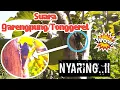 Download Lagu Suara Garengpung/Tonggeret Yang Asli Nyaring- Suara Alam