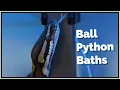 Should you your Ball Python
