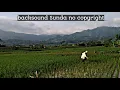 Keindahan sawah di pagi hari backsound Sunda no copyright
