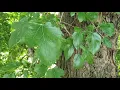 ID That Tree: Invasive White Mulberry