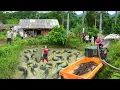 Download Lagu Catching A Lot Of Catfish At Mud Pond - Use Truck To Transport Many Catfish Go To Sell