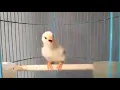 Download Lagu masteran suara anak ayam gacor