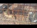 Packrat busted part 2 - did it come back