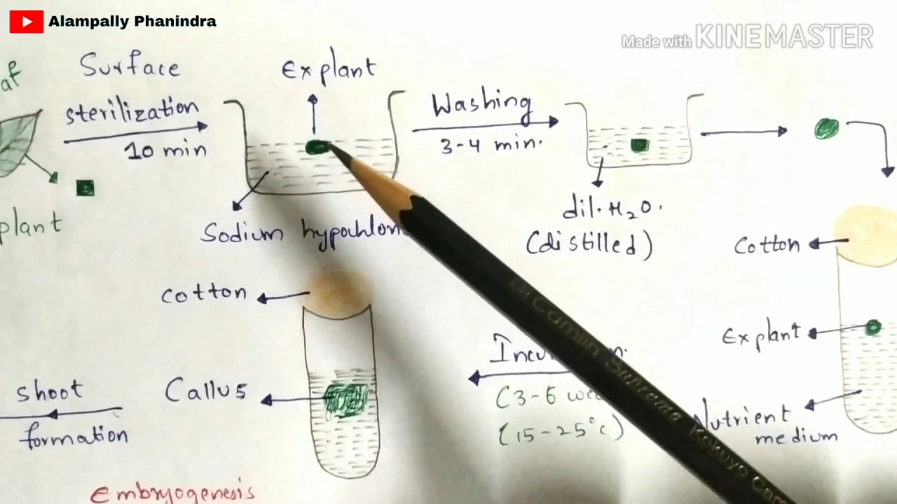 Plant tissue culture technique | Step by step process | Procedure | Bio science