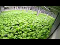 80 Acres Farms - Basil Growing in our Vertical Farm