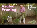 No More Leggy Azaleas Simple Azalea Pruning Trick for Beautiful Results