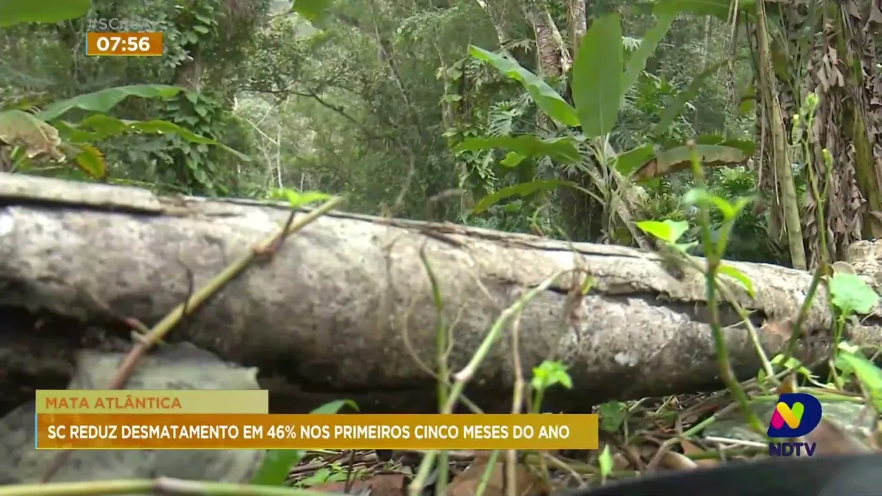Desmatamento de Mata Atlântica em SC sofreu redução de 46% nos últimos cinco meses