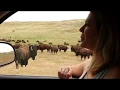 Don t Pet the Buffalo PSA