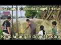 Download Lagu EVACUATION OF A COBRA LAYING EGGS, AMAR'S HANDS ARE GIGGED BY A COBRA AGAIN