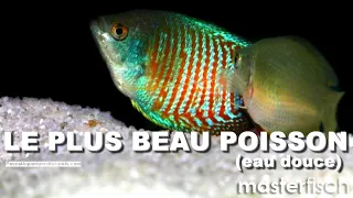 Download Guide complet débutants poisson Colisa lalia (bonne souche)  MasterFisch - Pascal Aquariums Naturels MP3