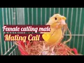 Download Lagu Burung kenari betina memanggil jantan - Panggilan Kawin Burung kenari betina berkicau untuk latihan