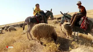  أغنية من روائع الفلكلور الكردي فاطمة صالح آغا                                         دندنها