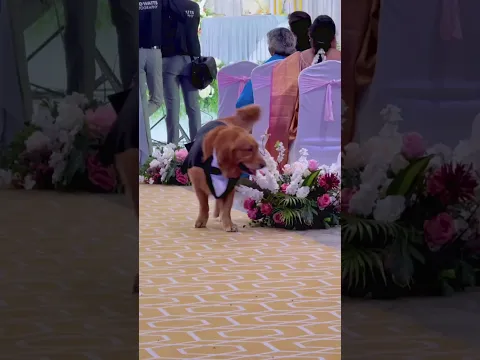 🧿❤️🎀 #shortsindia #goldenretriever