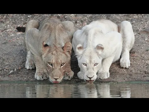 White Lions | Terra Mater Studios (Official Trailer)