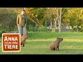 Download Lagu Warum bellt das Wasserschwein?  | Reportage für Kinder | Anna