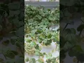 Lagu VEGO Garden Micro-greens Planter update