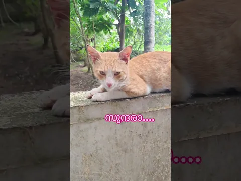 സുന്ദരാ.....