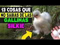 13 Things You DIDN T KNOW About Japanese Silky Chickens Is Amazing