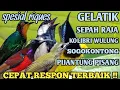 Download Lagu terdasyat!!  suara pikat burcil sogon, sepahraja, koul, gelatik,