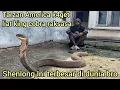 Download Lagu AKHIR NYA TARZAN AMERICA BISA KETEMU SHENLONG KING COBRA TERBESAR DI DUNIA
