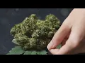 Mowie wowie marijuana strain