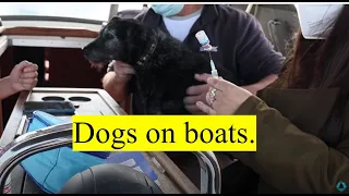 Dogs on Boats. OTB 083.