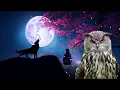Download Lagu wolves howling sound, wolf sound, owls sound effect, owl hoot, owls hooting