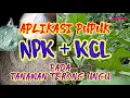 Lagu Adukan dan Aplikasi Pupuk NPK dan KCL Pada Tanaman Terong Ungu