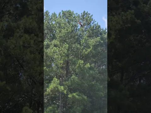 swaying with the trees