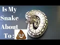How To Tell If A Snake Is About To Go To The Bathroom - Benjamin s Exotics