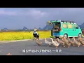 《月亮翻过小山坡》聒噪的王海颖/孙圳翰 月亮悄悄翻过小山坡 #月亮翻过小山坡 #新歌 #看见音乐计划 #治愈 #氛围感