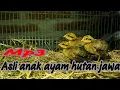 Download Lagu Suara Anak ayam hutan hijau Asli jernih// cocok untuk pikat @beekeeper0019