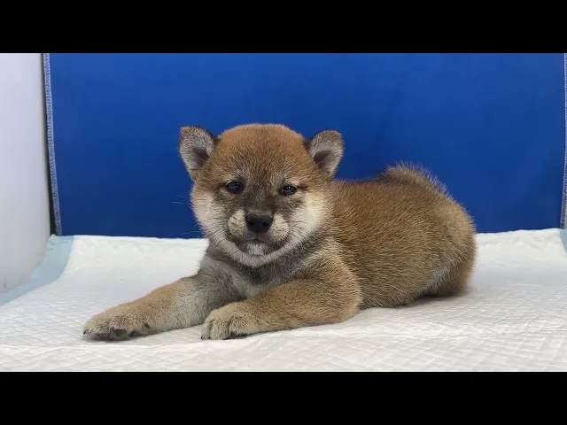 動画