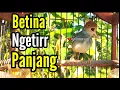 PRENJAK BETINA Gacor Ngetir Panjang Istimewa Suara Jernih Menggoda JANTAN, Cocok buat MASTERAN.