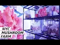 How Smallhold Farms Cultivates Rare Mushrooms for NYC Restaurants Vendors