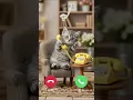 Download Lagu Cute cat call phone calling #cat #calling #call #ringtone #funny