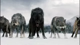 Twilight Wolves Superhero 